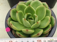 레드콘 다육식물