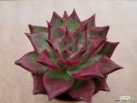 일렉트라에보니0916 다육식물