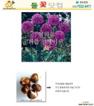 들꽃닷컴]알리움구근심기_퍼플 선세이션  구근류
