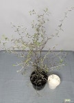 마오리코로키아 크로키아 실버 야생화