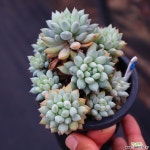 크라운볼 261119 다육식물