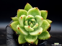 아가보이드골든 14-402 다육식물