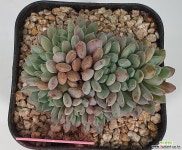룬데리교배종군생 1120-420 다육식물