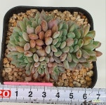 룬데리교배종군생 1120-420 다육식물