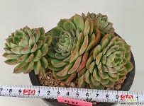 레몬엔라임군생 1120-431 다육식물