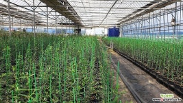 65-80cm 올리브나무(아르베키나) 평화의 상징  외목대등 (농장에서 바로배송) / 고급식물 / 반려식물 - 꽃보러가자 공기정화식물