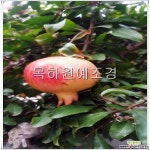 대왕석류나무(슈퍼단석류,삽목2년특묘) 꽃/야생화 씨앗