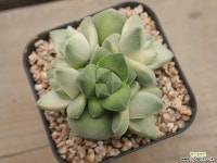 육각기천+기천 금_r52 다육금