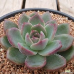 라비앙로즈41 다육식물