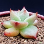 환엽) 가이아  1120-523 다육식물