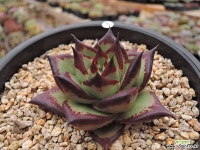 원종에보니슈퍼클론 (2) 다육철화