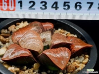 수정콤프토니아 89-26 하월시아