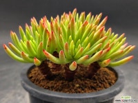 파키포리아239-1120 두들레야