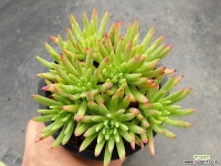 파키포리아239-1120 두들레야