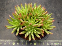 파키포리아239-1120 두들레야