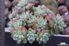 라울(자연군생)11-912 다육식물