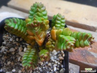 인어 1120-052 다육식물