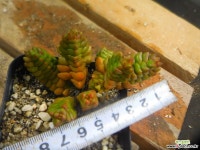 인어 1120-052 다육식물