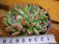 치와와 1120-040 다육식물