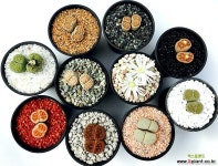 세척,살균된 금사-500g/금모래 황금마사 황금모래 황금사 경매-다육식물  