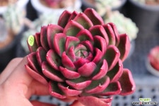 수입레드길바 1120-20  다육식물