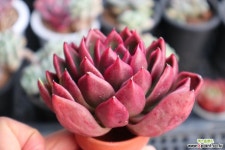 수입레드길바 1120-20  다육식물