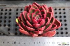 수입레드길바 1120-20  다육식물