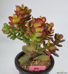 미니염좌 1122-517 다육식물