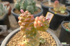 리치아이.금Ax21 아프리카식물