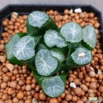 하월시아 만상 무늬좋구요 오래키운묵둥이입니다  119 산아래다육이 하월시아