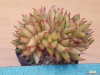 에보니철화 1377 다육철화