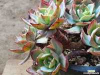 론자니 0707 1121 다육식물