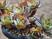 론자니 0707 1121 다육식물