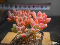 롤리폴리묵은둥이두몸 1122-400 다육식물