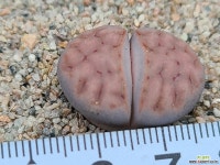 카라스몬타나112202 다육식물