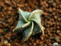 가62_ 난봉옥 (Astrophytum myriostigma) 경매-리톱스/코노피튬  