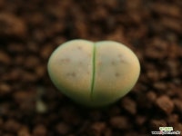 가83_ C206a dinteri v. dinteri  Dintergreen 경매-리톱스/코노피튬  