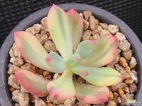 청성미인금 1205-2 경매-다육식물  