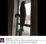 나혼자산다 강남, 맞춤법 철저히 무시 조시메야함! &#039;나혼자산다&#039; 강남, 맞춤법 철저히 무시 &quot;조시메야함!&quot;