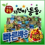 New 프리미엄 자연이통통 세이펜포함 총82종 - YES24