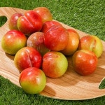  좋은맛 추희 자두 5kg (36-40과) (왕특) 선물세트 - YES24  좋은맛 추희 자두 5kg (36-40과) (왕특) 선물세트 - YES24