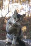 어서 오세요, 고양이 식당에 - 예스24