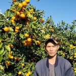 좋은맛 서귀포 직발송 고당도 노지 감귤 10kg(혼합과) - 예스24