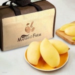 [망고매니아] 태국 골드망고 선물세트 1.4kg/4과(대) - YES24