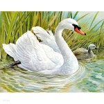 혹고니 (캔버스) 보석십자수 40x50 | 주식회사 퍼즐사랑 - 예스24