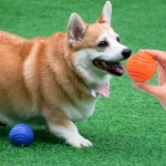 프로 동화애견 쫄깃한 한우 콜라겐껌 브로콜리 사료 100g | 프로메딕 - 예스24