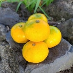 제주 하우스 감귤 하우스귤(꼬마) 4.5KG - YES24