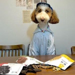 애견 수제간식 하이비오 오리안심 프리미엄 영양간식 피모관리 - 예스24