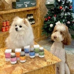 애견영양제 눈영양제 백내장 하이비오 프리미엄 인섹트 | 마전동상회 - 예스24