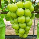 샤인머스켓 가정용 400g이상 1팩 | 농업회사법인 주식회사 사그담 - 예스24